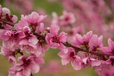 種桃花樹|桃花盛開！桃子幾月開花？桃樹栽培重要指南 